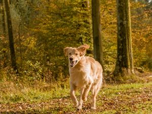 Urlaub in Belgien mit Hund