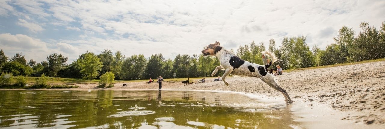 Urlaub mit Hund hundefreundliche Ferienhäuser