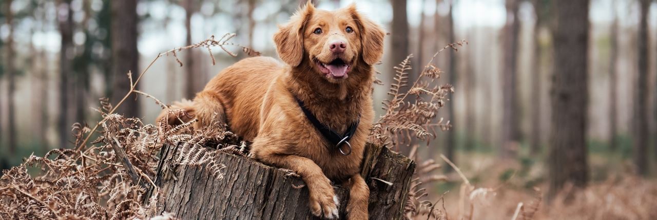 Urlaub mit Hund in Landal Aelderholt